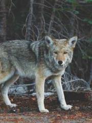 The Generalapos;s Hu