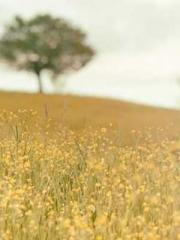 The Undefeated Son-i