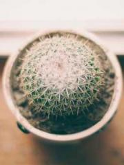 Lin Feng Lin Yun Yao