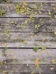 Wang Xuan Mu Qingyue