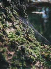 Saintly Gate Venerab