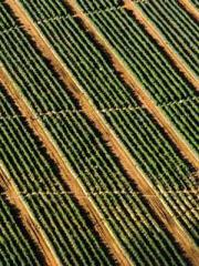 The Realm of the Dao