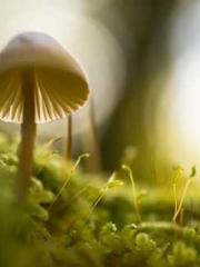 Qi is thin, but I be