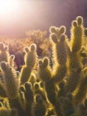 Rong Zhao Nanning Yu