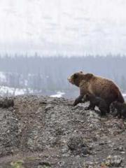 Double Blessing: CEO