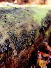 The Ugly Womanapos;s