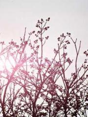 The Heavenly Physici