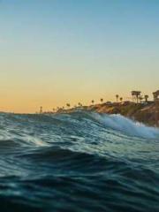 The Favorite Concubi