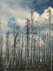 lt;lt;The Trash Husb