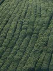 Peninsula Asteroid l